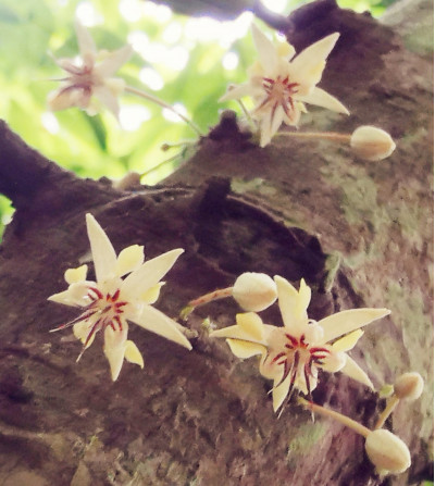 Fleurs de cacao