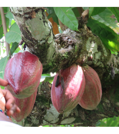 Chocolat 80 % Pérou au sirop d'agave
